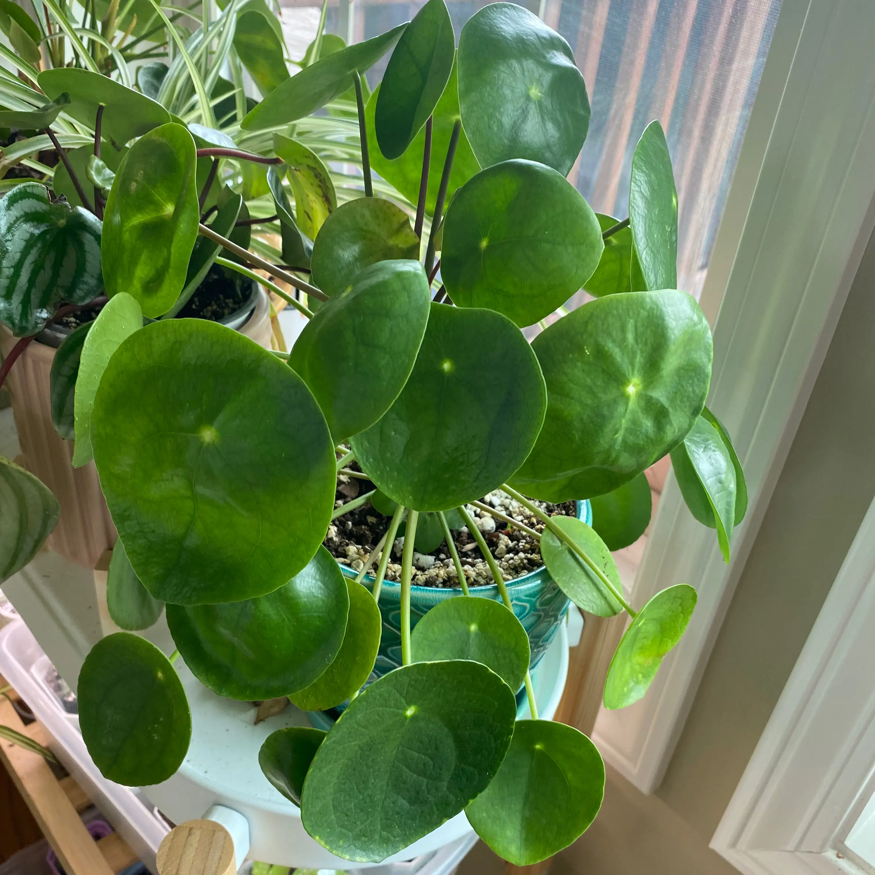 Chinese Money Plant plant photo by @Mrsjenger named Dollar on Greg, the plant care app.