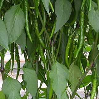 Photo of the plant species Jwala Chili by @HegemonicTawa2 named Spicy lu on Greg, the plant care app
