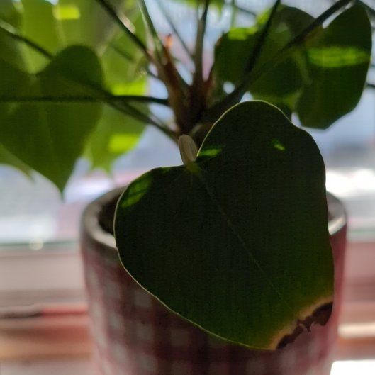 Photo of the plant species Bodhi Tree by @LushCosmo20 named Scarlett on Greg, the plant care app