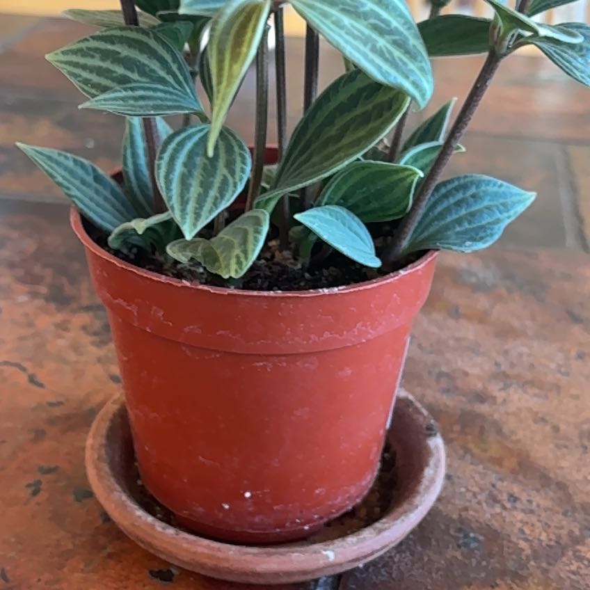 Photo of the plant species Pepperomia santorini by @FunnyCowshorn8 named Mochi on Greg, the plant care app