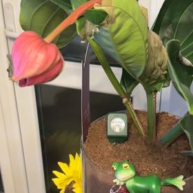 Photo of the plant species Showy Medinilla by @SuaveGrass88 named Sproutacus on Greg, the plant care app