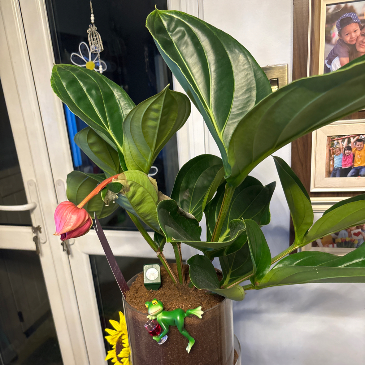 Photo of the plant species Showy Medinilla by @SuaveGrass88 named Leaf Erickson on Greg, the plant care app