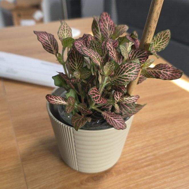 Photo of the plant species Pink Angel by @PuissantHope27 named LiloStitch on Greg, the plant care app