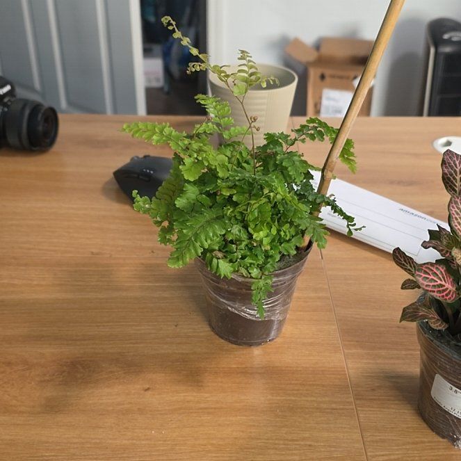 Photo of the plant species Rosy Maidenhair Fern by @PuissantHope27 named Doja Cat on Greg, the plant care app