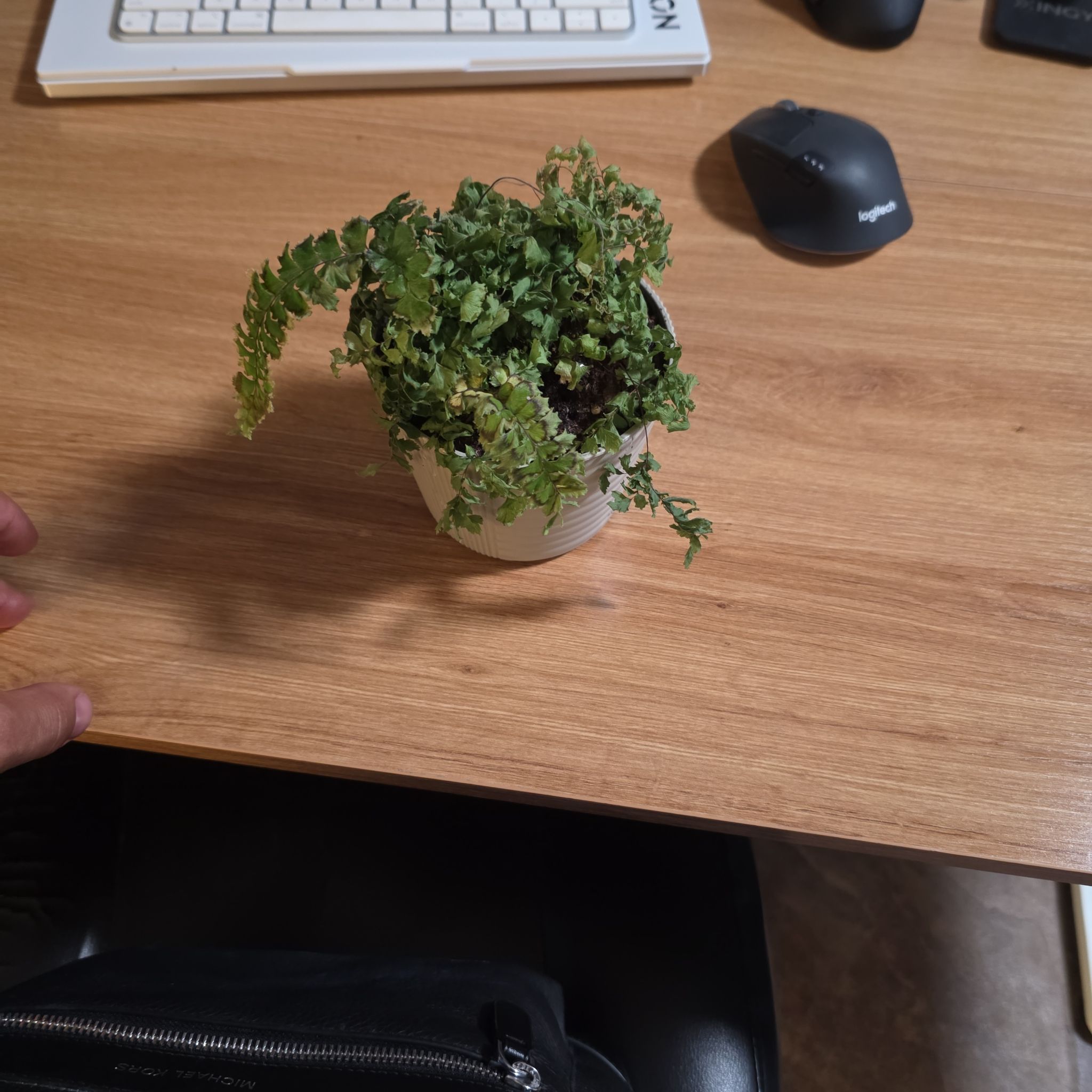 Photo of the plant species Peace Lily 'Ty's Pride' by @PuissantHope27 named Gaga on Greg, the plant care app
