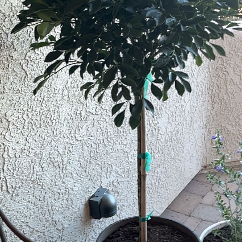 Photo of the plant species Dwarf Jasmine by @FancyTricolor30 named Jazzy on Greg, the plant care app