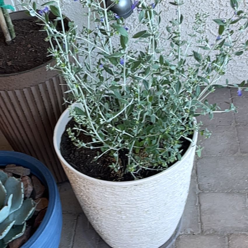 Photo of the plant species Tree Germander by @FancyTricolor30 named Shirley on Greg, the plant care app