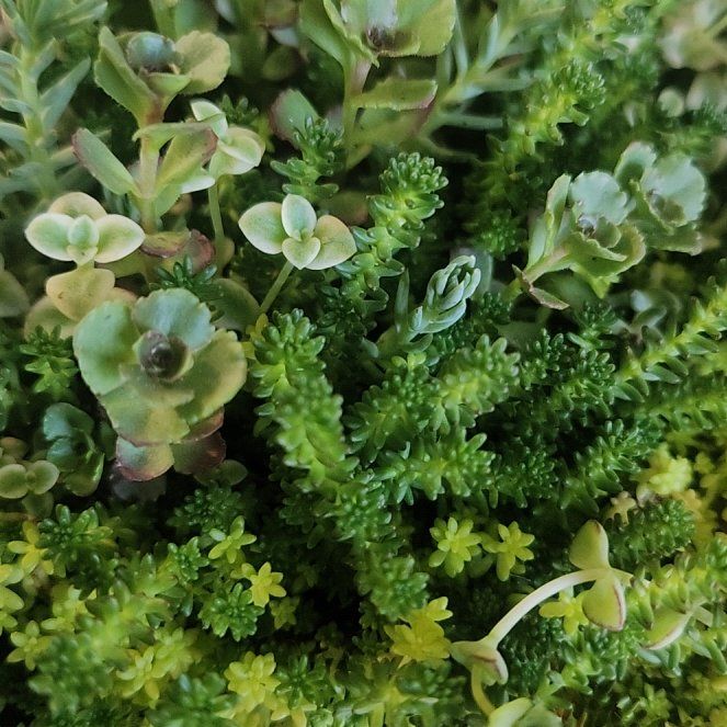 Photo of the plant species Tasteless Stonecrop by @RealClusia14 named Duke on Greg, the plant care app