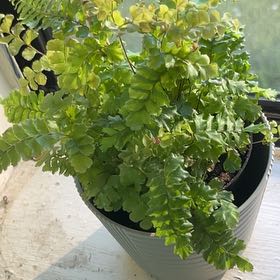 Photo of the plant species Rosy Maidenhair Fern by @WonderfulHope76 named Treeyoncé on Greg, the plant care app