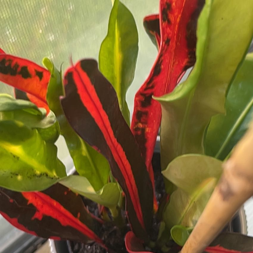 Photo of the plant species Codiaeum by @WonderfulHope76 named Zion on Greg, the plant care app