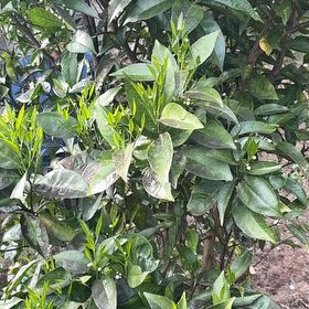 Photo of the plant species Clementine by @FitTaro31 named Kendall on Greg, the plant care app