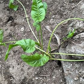 Photo of the plant species Horseradish by @FitTaro31 named Harry on Greg, the plant care app