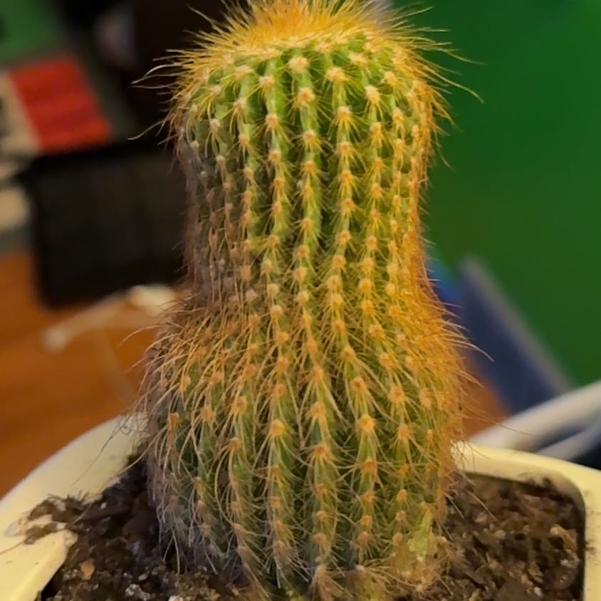 Photo of the plant species Lemon Ball Cactus by @George_1207 named Caseandra on Greg, the plant care app