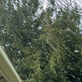 Photo of the plant species Western Red Cedar by @PrimeNutgrass37 named da Vinci on Greg, the plant care app
