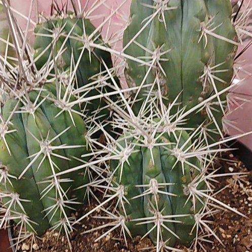Photo of the plant species Organ Pipe Cactus by @CasualSnowrose1 named Miley on Greg, the plant care app