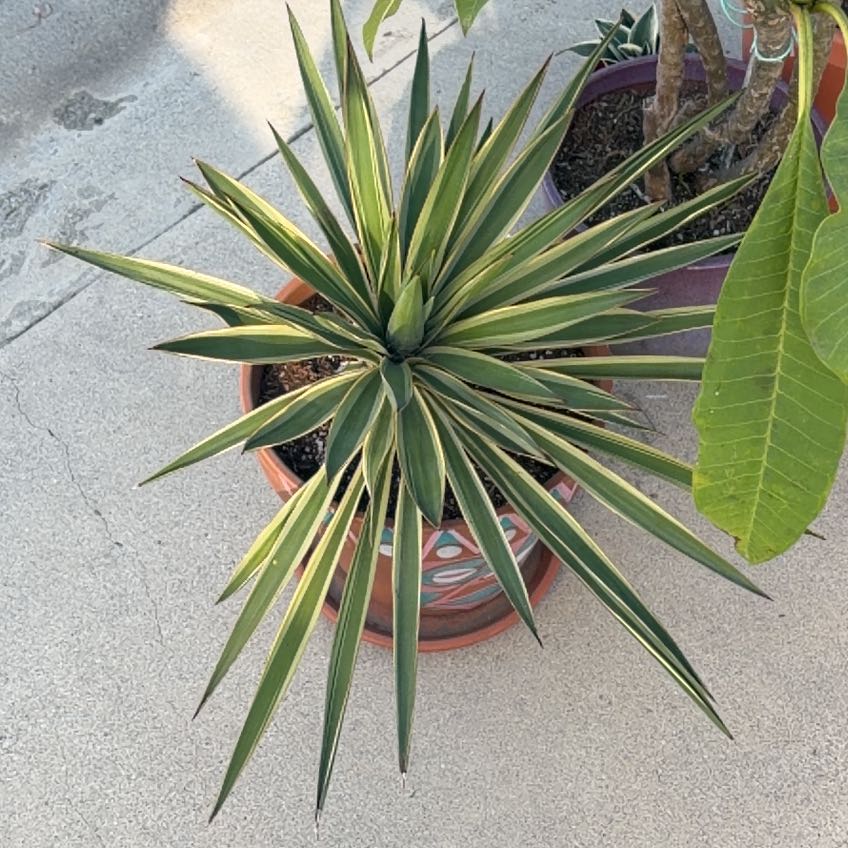 Photo of the plant species Spanish Dagger by @DearJadeplant74 named Miley on Greg, the plant care app