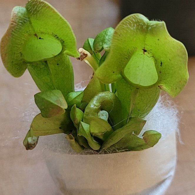 Photo of the plant species Hooded Pitcherplant by @ComicalKanono62 named Gobi on Greg, the plant care app