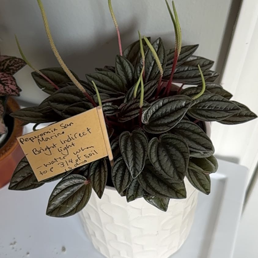 Photo of the plant species Peperomia San Marino by @niamhpembo named Girlfrond on Greg, the plant care app