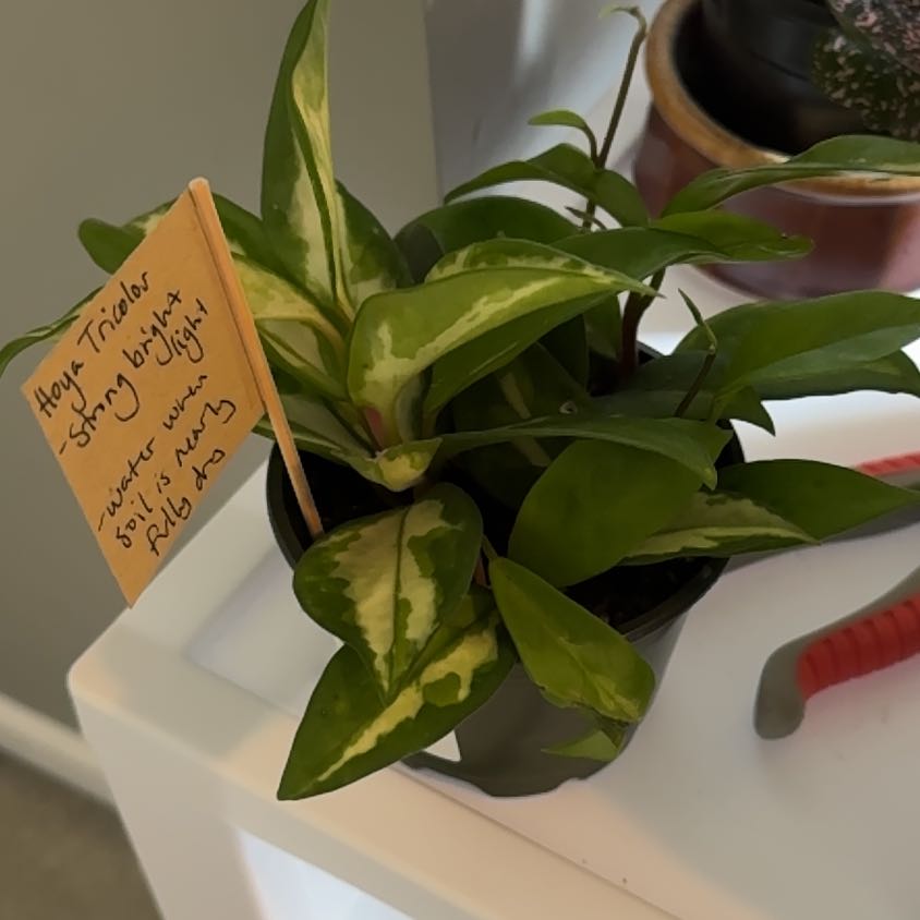 Photo of the plant species Hoya Tricolor by @niamhpembo named Maya on Greg, the plant care app