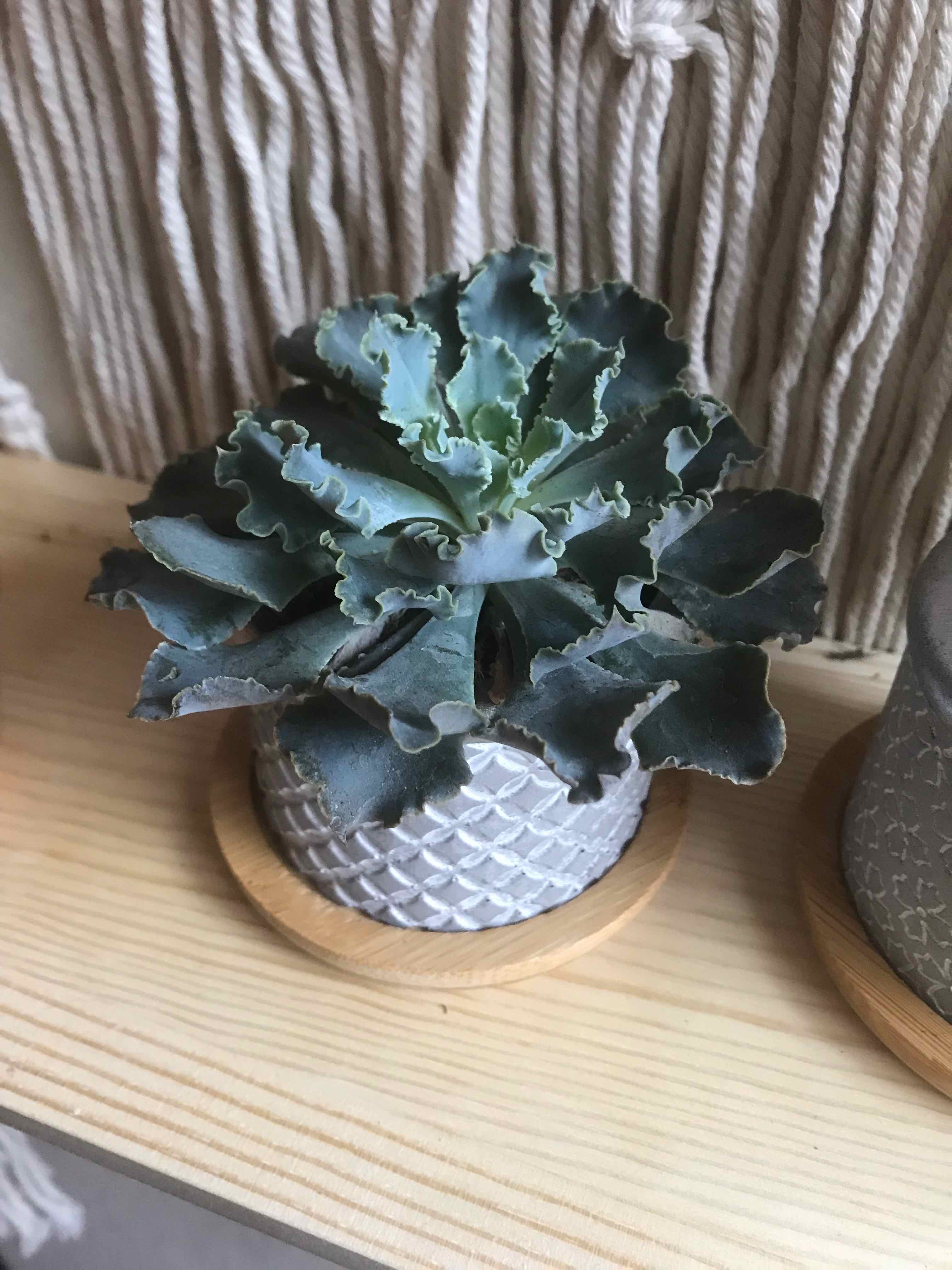 A healthy Mexican Hens succulent in a decorative pot on a wooden surface.