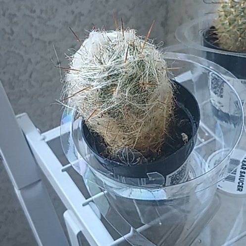 Photo of the plant species Old Man of the Mountains by @mewmewgarden named Sol on Greg, the plant care app