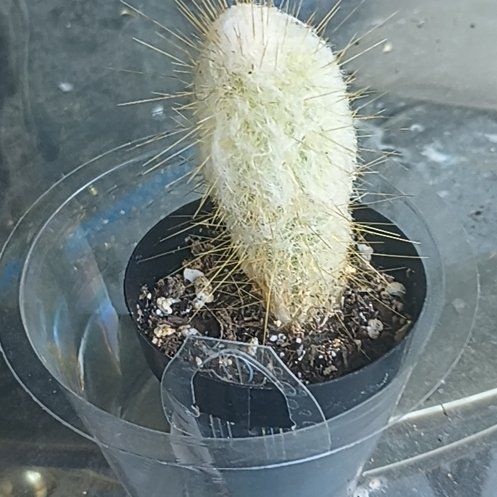 Photo of the plant species Espostoopsis dybowskii by @mewmewgarden named Sanders on Greg, the plant care app