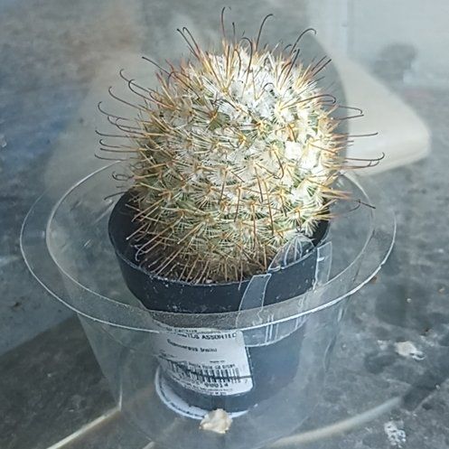 Photo of the plant species Old Man of the Mountains by @mewmewgarden named Zion on Greg, the plant care app