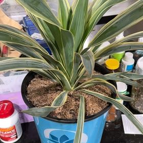 Photo of the plant species Succulent by @GrownRedvein21 named Sonora on Greg, the plant care app