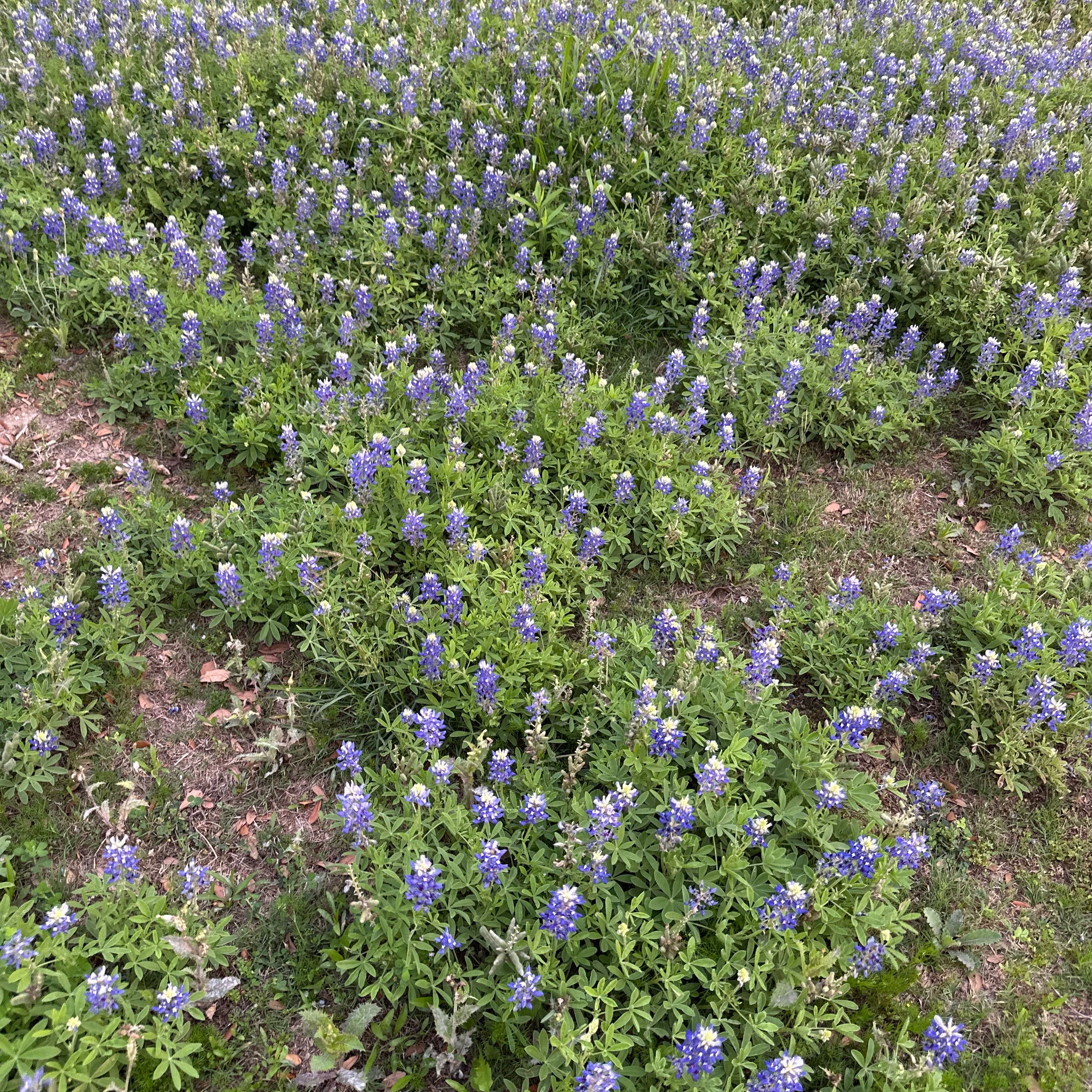 Photo of the plant species Texas Bluebonnet by @GrownRedvein21 named Ulysses S Plant on Greg, the plant care app