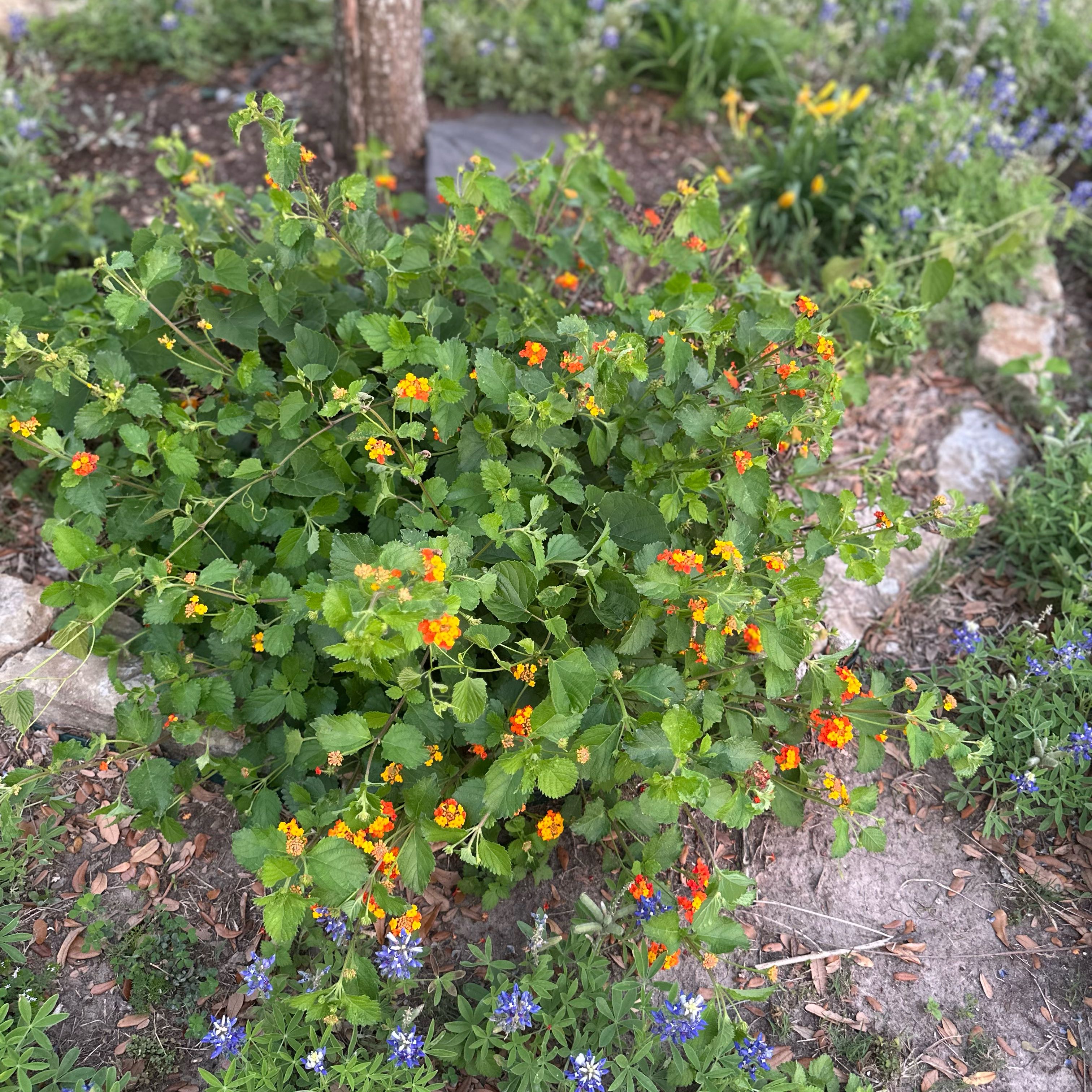 Photo of the plant species Lantana by @GrownRedvein21 named Kobe on Greg, the plant care app