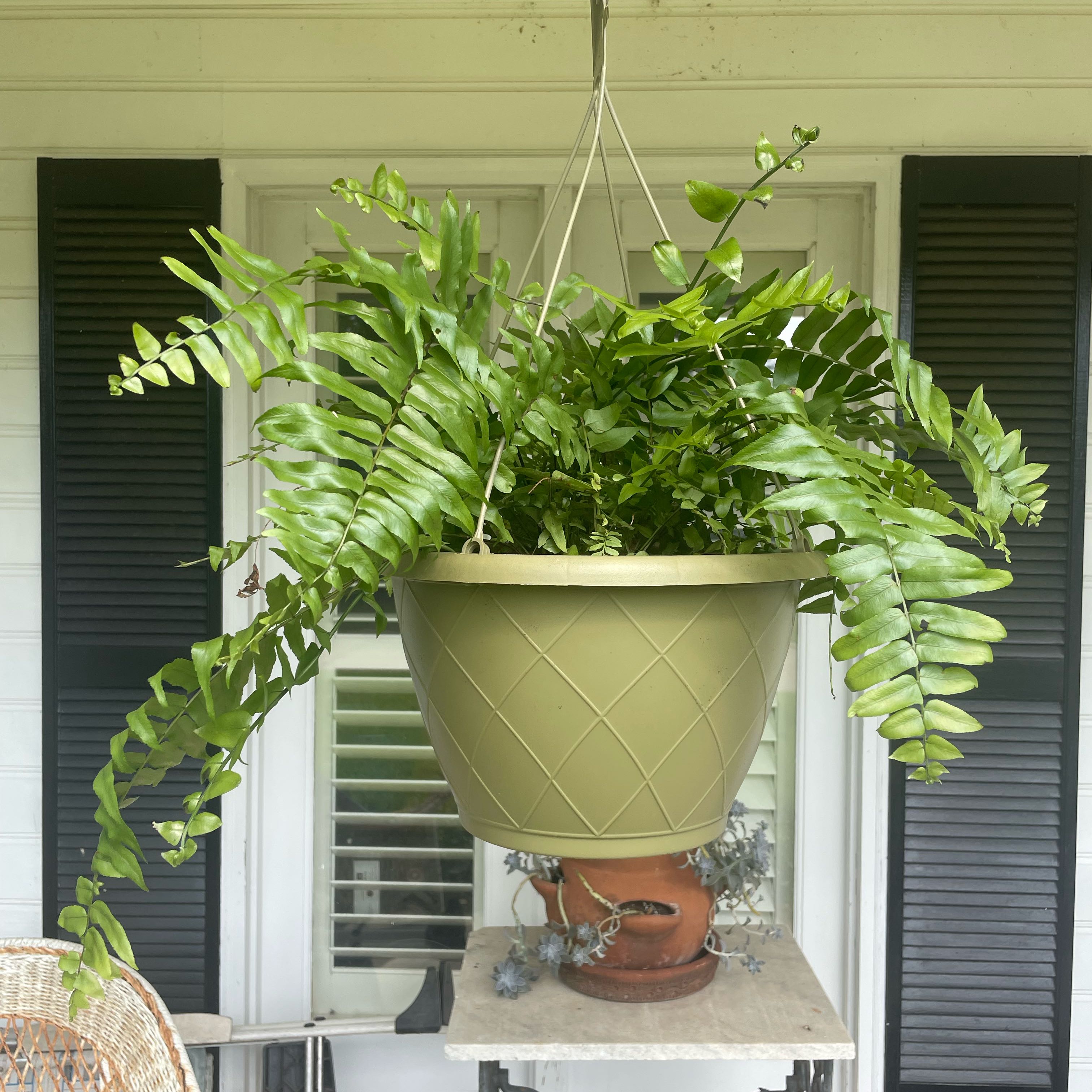 Photo of the plant species Macho Fern by @PrimoTurmeric46 named Anne Lft Porch on Greg, the plant care app