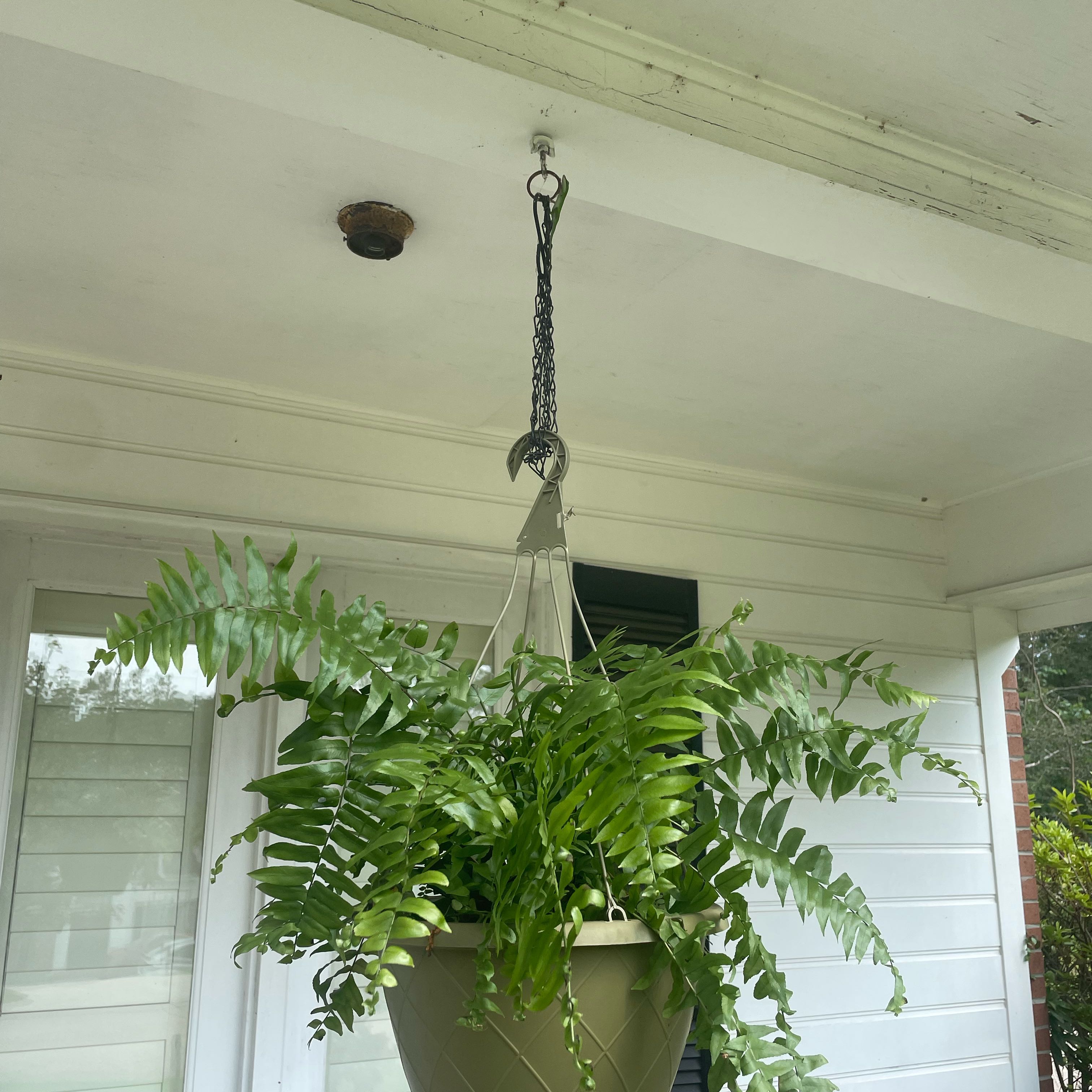 Photo of the plant species Macho Fern by @PrimoTurmeric46 named ChloroPhil Rt Porch on Greg, the plant care app