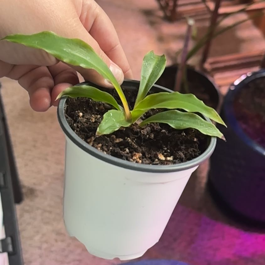 Photo of the plant species Mandarin Spider Plant by @IzziN15 named Aristotle on Greg, the plant care app