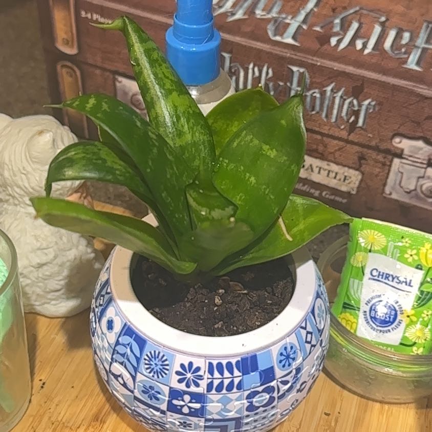 Photo of the plant species mother in law tongue by @IzziN15 named Diana on Greg, the plant care app