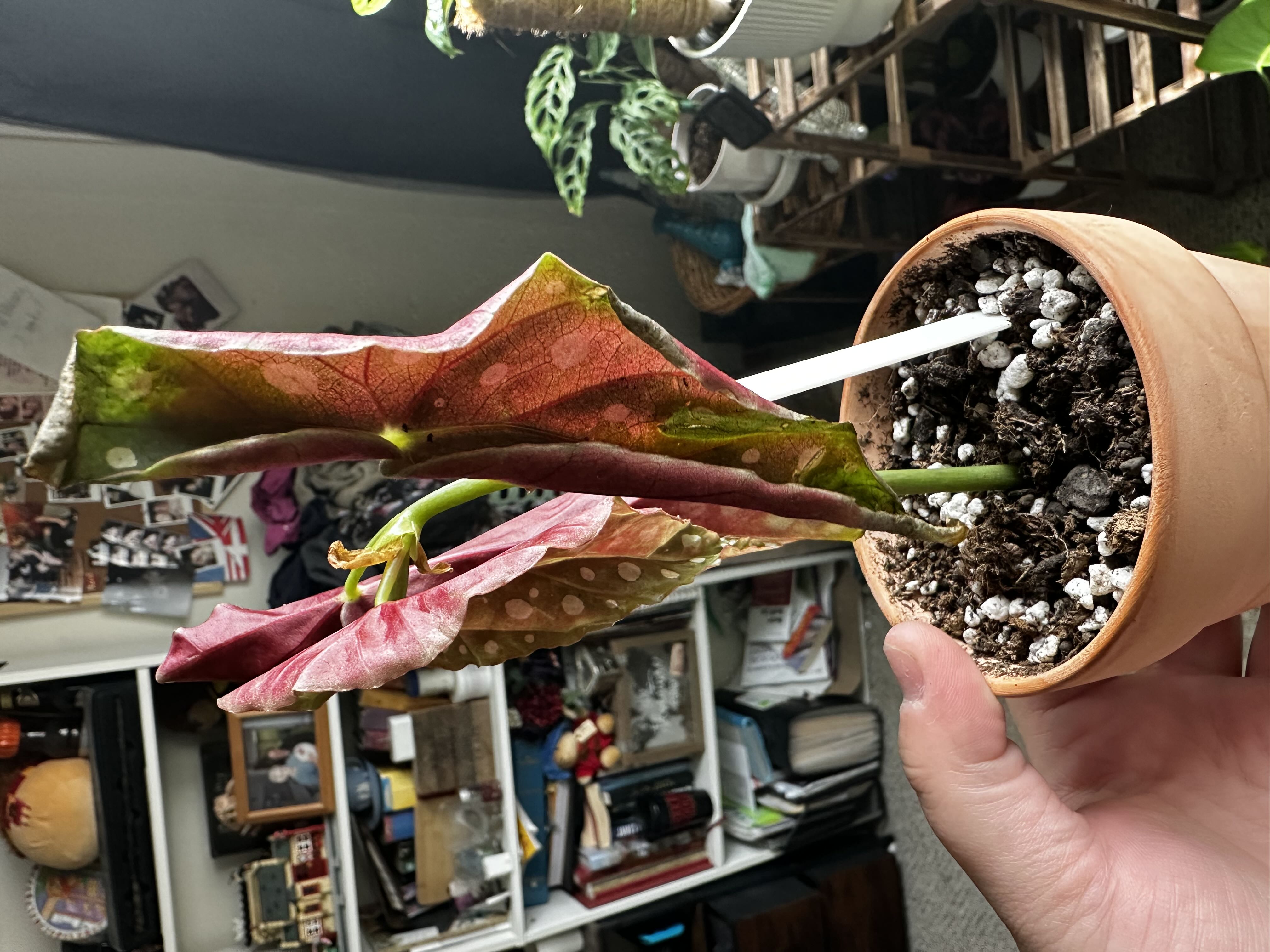 Photo from the post
