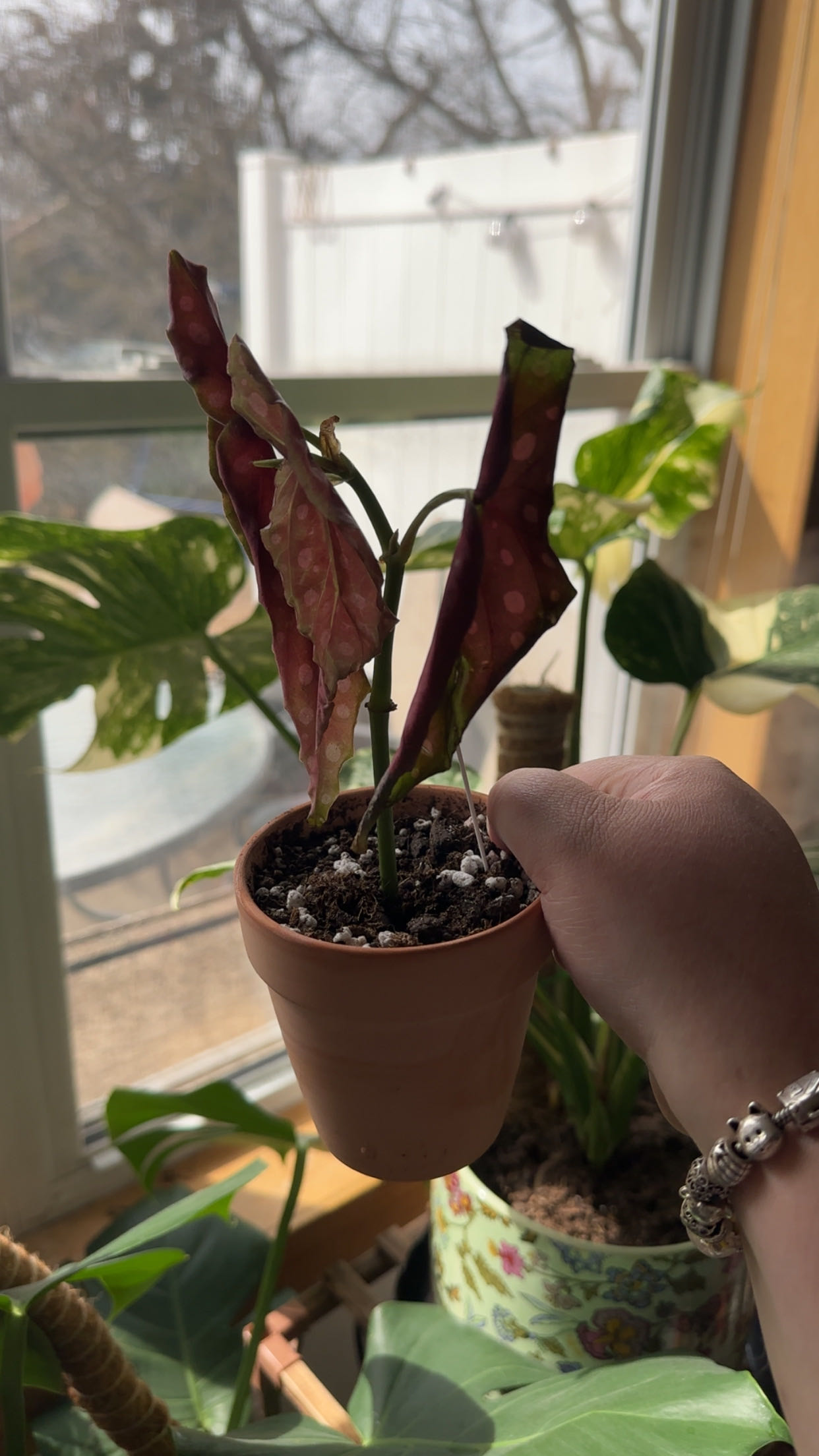 Photo from the post