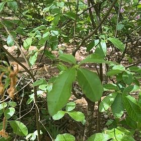Photo of the plant species Pink Azalea by @MunificentPilea named McKinley on Greg, the plant care app