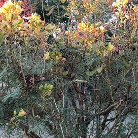 Photo of the plant species Bird-of-Paradise Shrub by @TidyRockfig61 named Kardashian on Greg, the plant care app