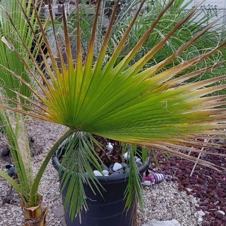 Photo of the plant species Mexican Fan Palm by @BoldCaladium59 named Pax on Greg, the plant care app