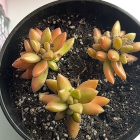 Photo of the plant species Sedum adolphi 'Gold Dust' by @IconMexico66 named Xena on Greg, the plant care app