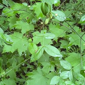 Photo of the plant species Bluebill by @GodlyBogbean15 named Oscar on Greg, the plant care app