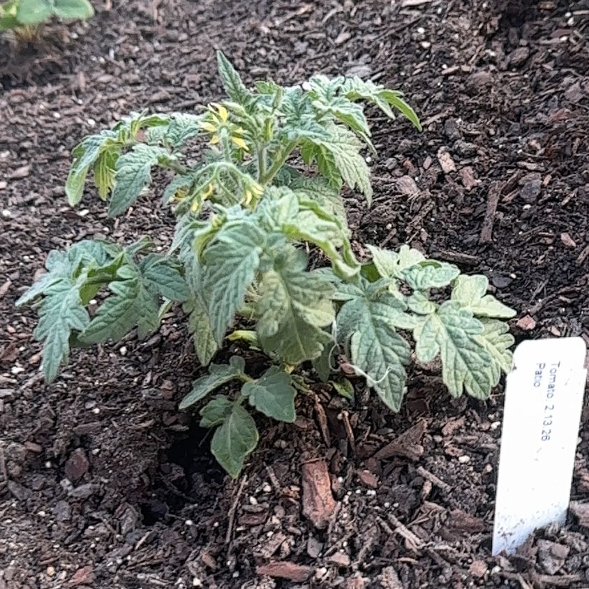 Photo of the plant species Patio Tomato by @PalpableAgboy39 named Gobi on Greg, the plant care app
