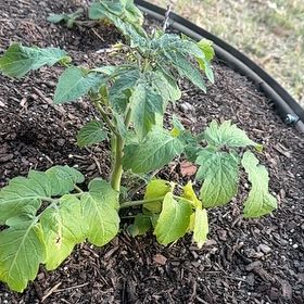 Photo of the plant species Tomato 'Tidy Treats' by @PalpableAgboy39 named Elle on Greg, the plant care app