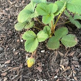 Photo of the plant species Eversweet Strawberry by @PalpableAgboy39 named Barry on Greg, the plant care app