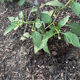 Photo of the plant species Pot-a-Peno Pepper by @PalpableAgboy39 named Peppa on Greg, the plant care app
