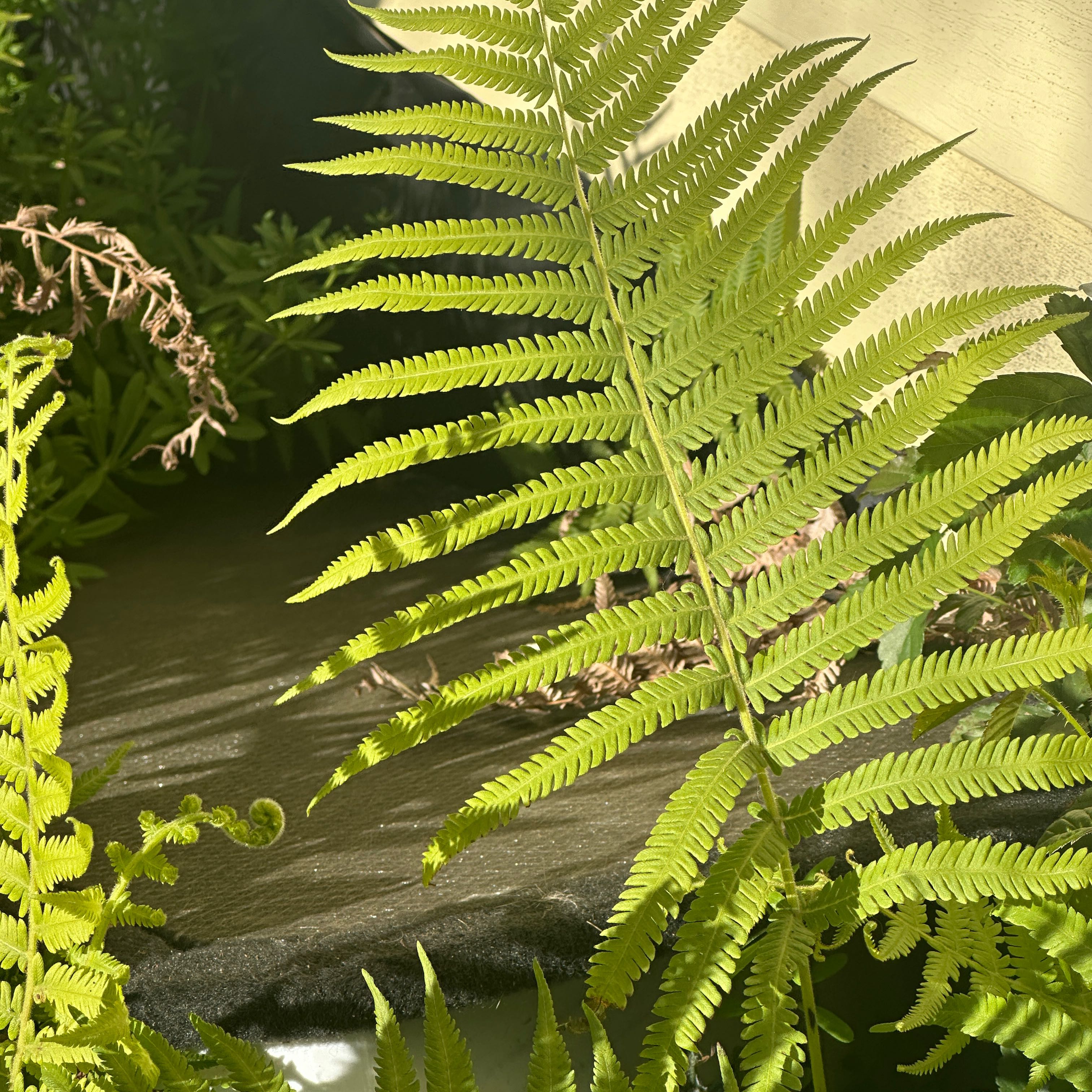 Photo of the plant species Thelypteris Kunthii by @RulerBearsear61 named Winston on Greg, the plant care app