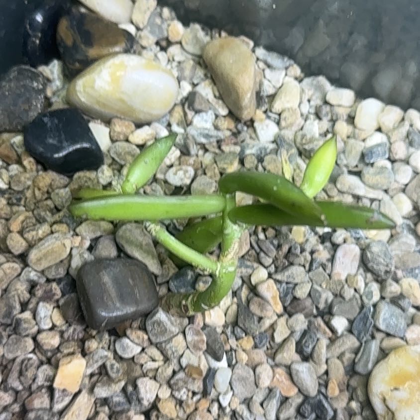 Photo of the plant species Disphyma by @TopGasteria86 named Lola on Greg, the plant care app
