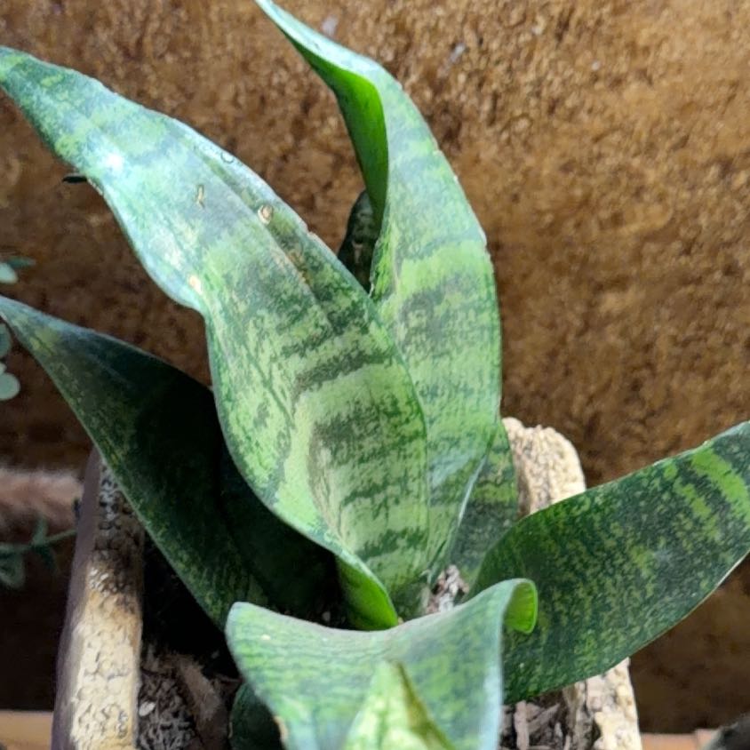 Photo of the plant species African Spotted Orchid by @Plants2Di4 named Delilah on Greg, the plant care app