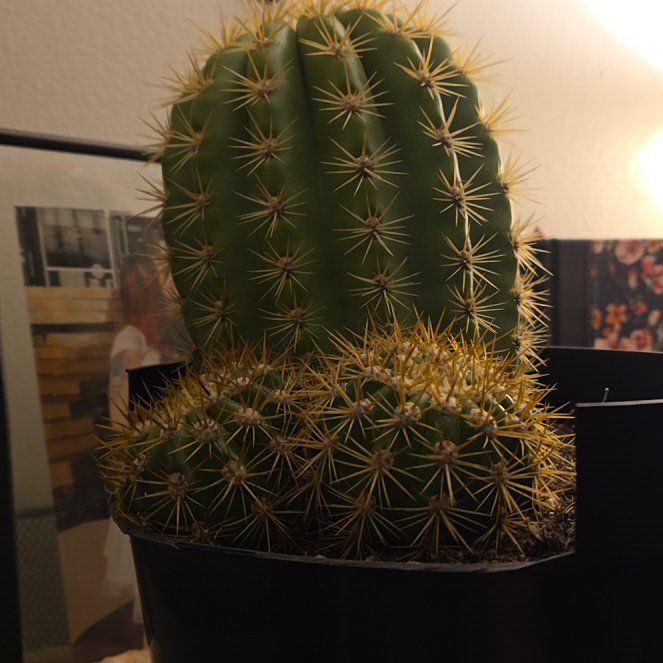 Photo of the plant species Trichocereus 'Sun Goddess' by @RealValleyoak73 named Blood Thirsty Petunia on Greg, the plant care app