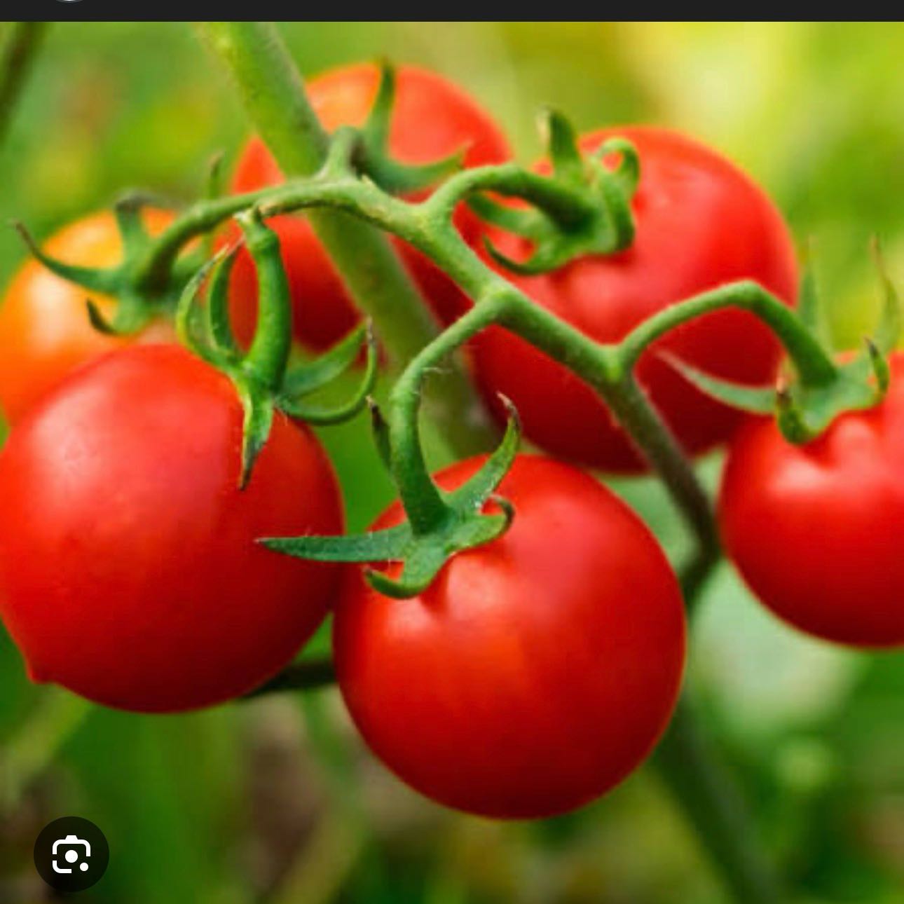 Photo of the plant species Husky Tomato by @ConfidentTule23 named Daphne on Greg, the plant care app